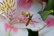 Wasp on the stamen with pollen