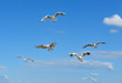 der Flug 6