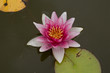 White water lily with pink centre