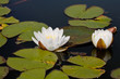 Two white blows of water lily with leafs