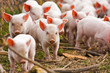 piglets
