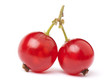 currant