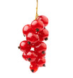 currant