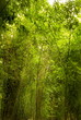 young bamboo forest (Bambuseae)