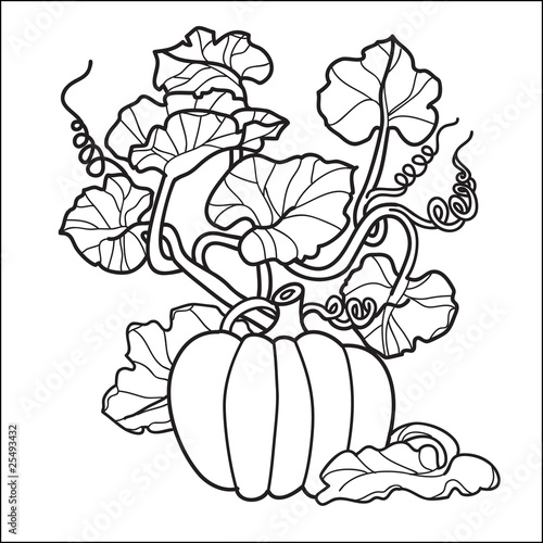 Vector: stylish black and white pumpkin stylish black and white pumpkin