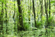 sommerliche auenlandschaft mit laubbäumen