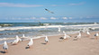 Seagulls at the Baltic sea.