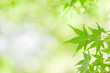Green aroma
