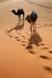Camels in the Sahara Desert