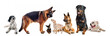 groupe de chiens
