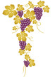 Vector: Racimo de uvas violeta y dorado Racimo de uvas violeta y dorado