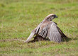 Peregrine falcon mantling her prey