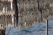 pesce essiccato