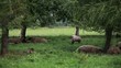 Flock of sheep grazing and resting under the shade of trees