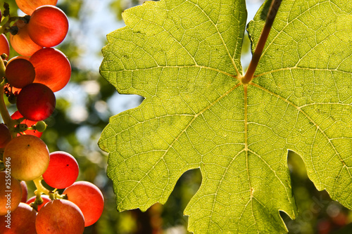 Foto: Leaf and grapes with place for text Leaf and grapes with place for text