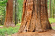 Giant Sequoias. Yosemite National Park, California