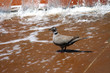 Eurasian Collared-dove (Streptopelia decaocto)