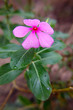 Blüte