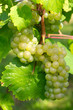 grappe de raisin verte