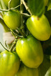 growth tomatoes