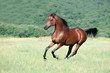 Photo en ligne au meilleur prix beautiful brown arabian horse running gallop on pasture