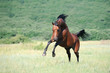 Photo en ligne au meilleur prix beautiful brown arabian horse playing on pasture