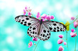 Rice Paper Butterfly