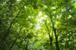 Forest sunlight