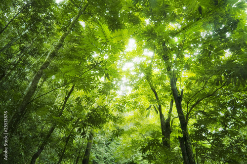 Photo: Forest sunlight Forest sunlight