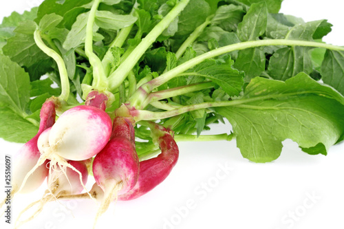 botte de radis rose, fond blanc