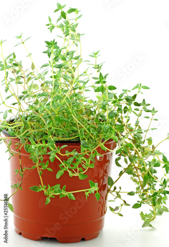 thym en pot