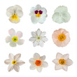 White flower collection