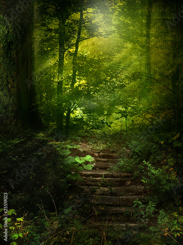Photo: Forest Trail Forest Trail