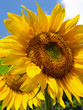 Sommer