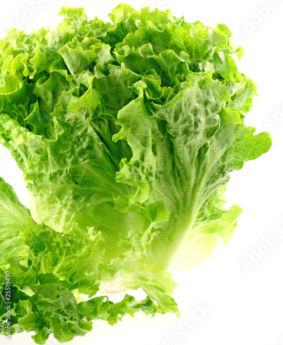 salade verte, fond blanc