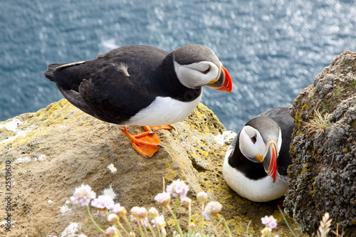 Photo: Puffins on the rock - Latrabjarg, Iceland Puffins on the rock - Latrabjarg, Iceland