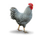 Huhn 10.1