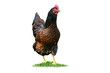 Huhn 7.1