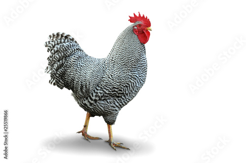 Foto: Huhn 10.1 Huhn 10.1