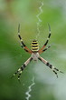 Argiope frelon 2
