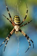 Argiope frelon