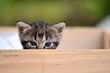 Le regard du chaton