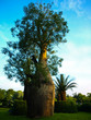 trees big trees big