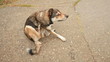 Scratching Dog