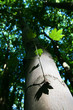 feuilles d'érable sycomore