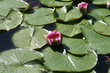 Foto: Seerose Seerose