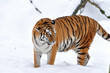 giovane tigre dell'Amur in inverno