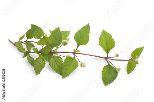 Photo: Sprig of aztec sweet herb Sprig of aztec sweet herb