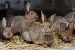 Kaninchen im Stall