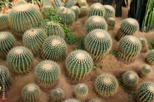 Photo: echinocactus echinocactus